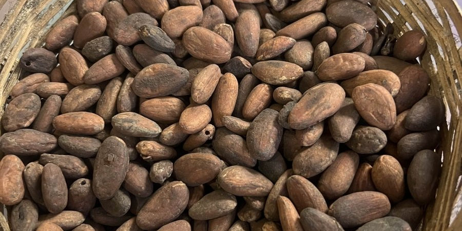 Kit Cacao – Voyage d'Origine - Alvea